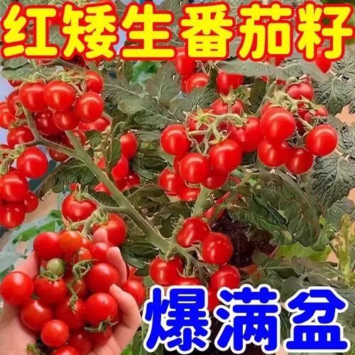 秋冬盆栽矮生圣女果种子