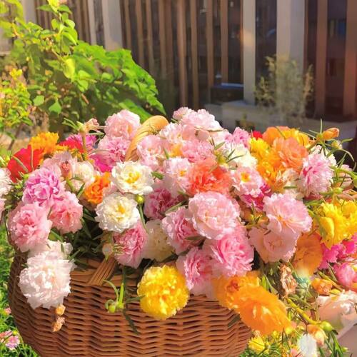 重瓣太阳花种子四季可播易活