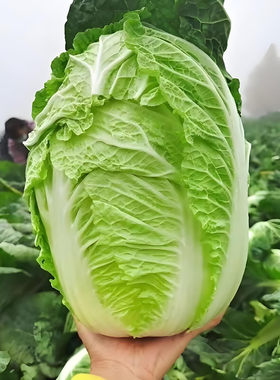 50天早熟大白菜种子抗病