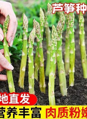潜力芦笋种子四季绿抗热耐寒高营