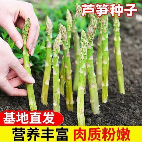 芦笋种子四季种植蔬菜四季绿芦笋种籽抗热耐寒高营养蔬菜种子
