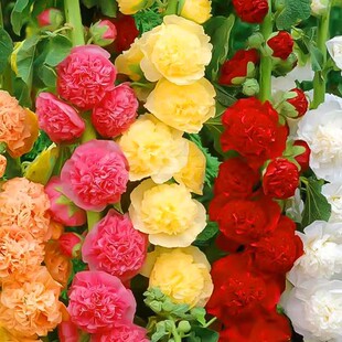 重瓣蜀葵花种籽子室外庭院多年生好播种开花卉种籽春夏秋天花种孑