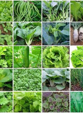 四季播种蔬菜种子大全青菜香菜白菜生菜番茄小葱黄瓜种子阳台盆栽