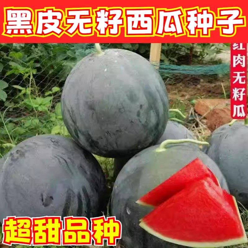 黑皮无籽西瓜种子特大高产早熟薄皮四季水果麒麟超甜巨型西瓜种籽,农用物资,水果种子/种苗,淘宝优惠券,粉丝福利购,淘宝优惠卷