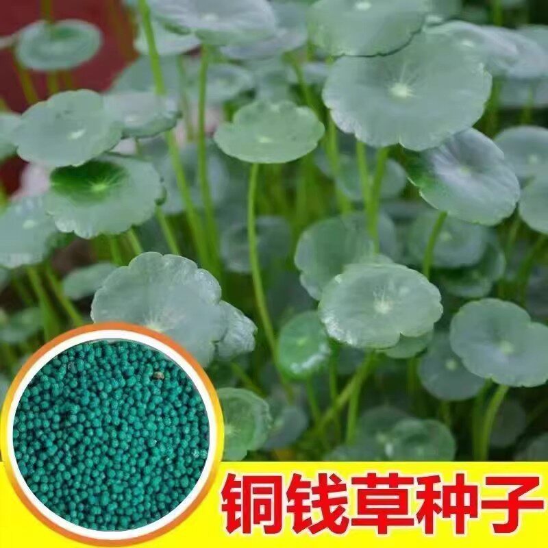 金钱草铜钱草水养种籽水培土培花种子超级大号四季庭院阳台盆栽