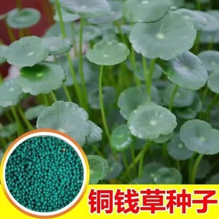 金钱草铜钱草水养种籽水培土培花种子超级大号四季庭院阳台盆栽