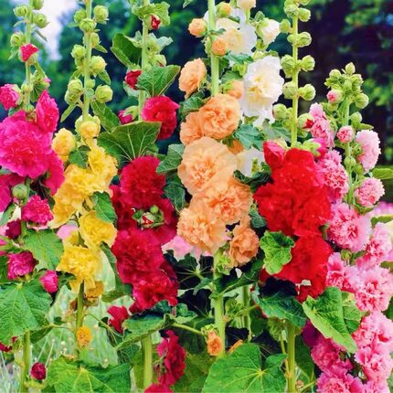 混色重瓣蜀葵花种籽子室外庭院多年生好播种开花卉种籽春夏秋天花