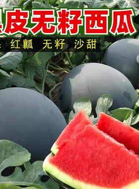无籽黑皮西瓜种子超甜高产早熟