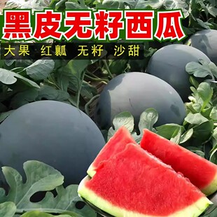 无籽黑皮西瓜种子特大高产早熟薄皮四季水果麒麟超甜巨型西瓜盆栽
