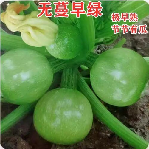 极早熟无蔓小青瓜种子高产