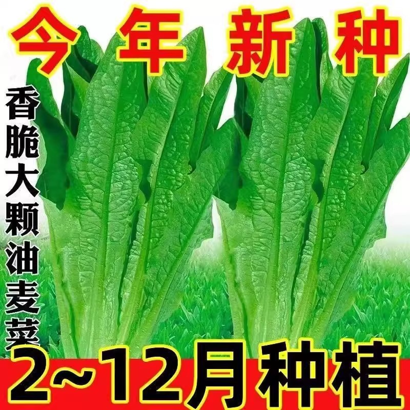 油麦菜种子大叶耐热四季农家阳台盆栽油麦苦菜大颗青菜蔬菜种籽6