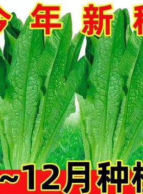 油麦菜种子大叶耐热四季蔬菜种籽