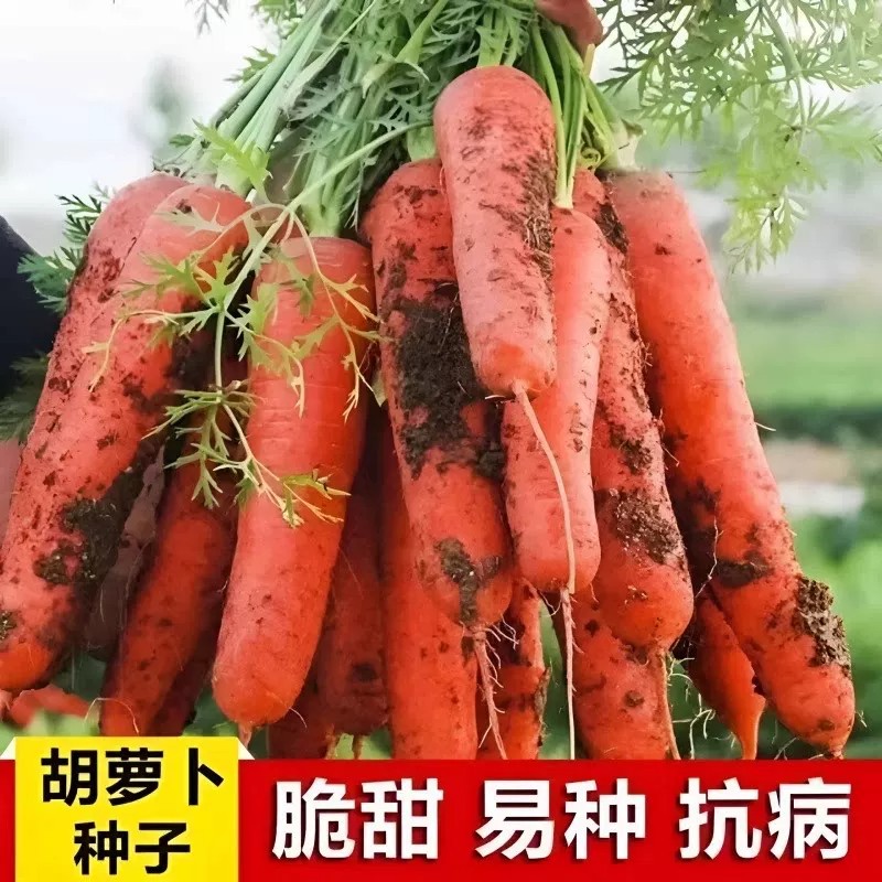 冰糖九寸红胡萝卜种子水果萝卜四季秋冬蔬菜种籽耐寒耐高温春秋1