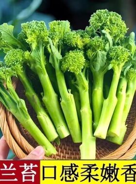 西兰苔种子高产抽苔花菜苔