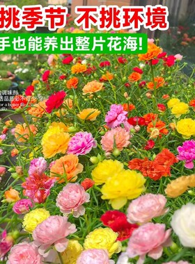 重瓣太阳花种孑花种籽子多色大花四季播种易活室内外观花卉植物苗