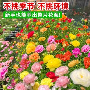 重瓣太阳花种孑花种籽子多色大花四季播种易活室内外观花卉植物苗