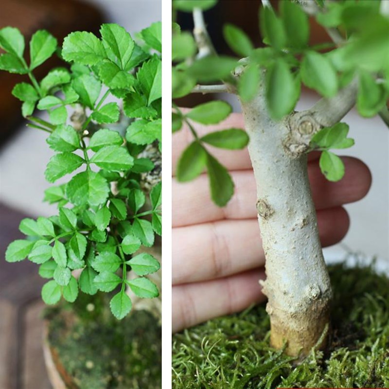 白蜡盆景老桩对节白蜡矮霸小盆景好养桌面植物喜阳耐晒阳台盆栽