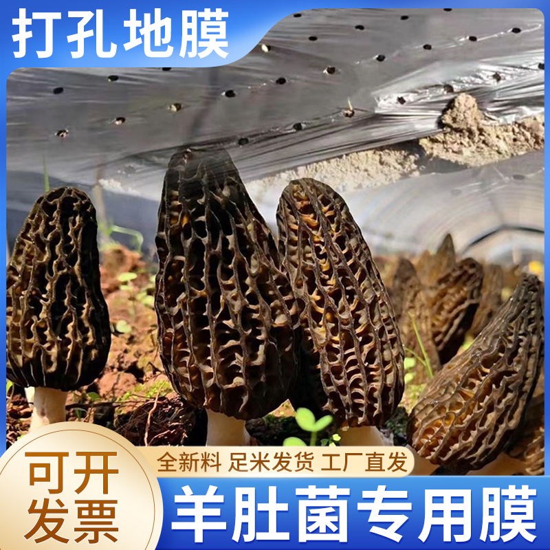 羊肚菌专用打孔地膜保温保湿除草控霜黑色地膜增量E农用薄膜小孔