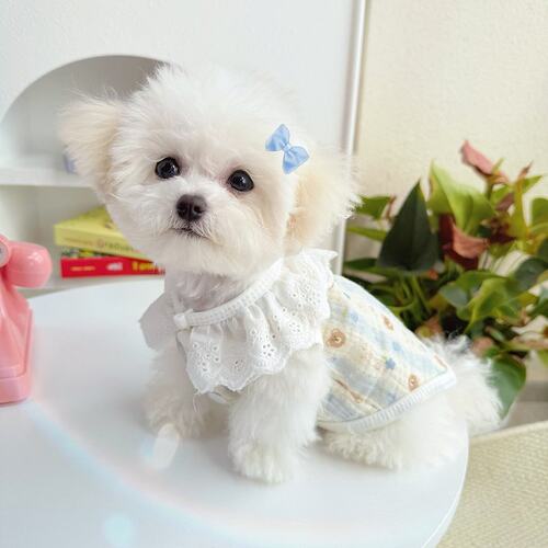 春夏棉质蕾丝花边马甲宠物狗狗猫咪衣服泰迪比熊布偶猫防掉毛透气