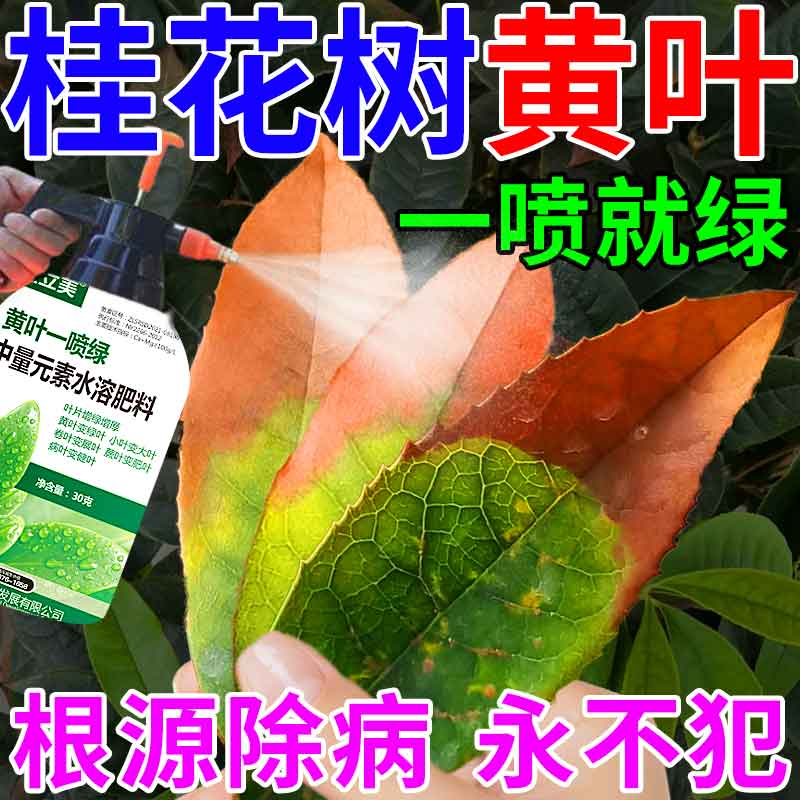 桂花树叶子发黄干尖焦叶枯叶病专用药盆栽肥料专用肥营养液促爆花