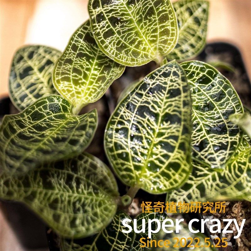 电光宝石兰雨林缸生态微景观造景in风