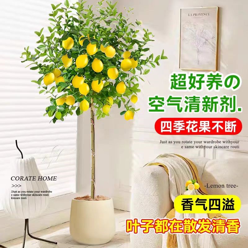 香水柠檬树树苗盆栽带果客厅绿植室内花卉四季开花阳台庭院大植物