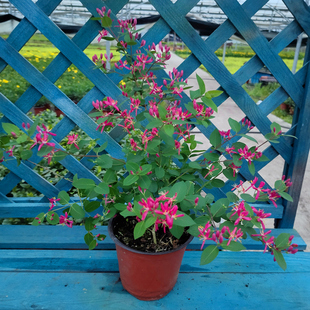 蓝叶忍冬盆栽庭院阳台绿篱灌木植物耐寒耐热玫瑰忍冬多年生带花苞