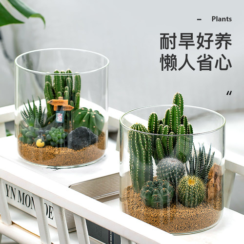 仙人掌创意肉肉组合花卉盆栽仙人球绿植物好养易活办公室桌面摆件