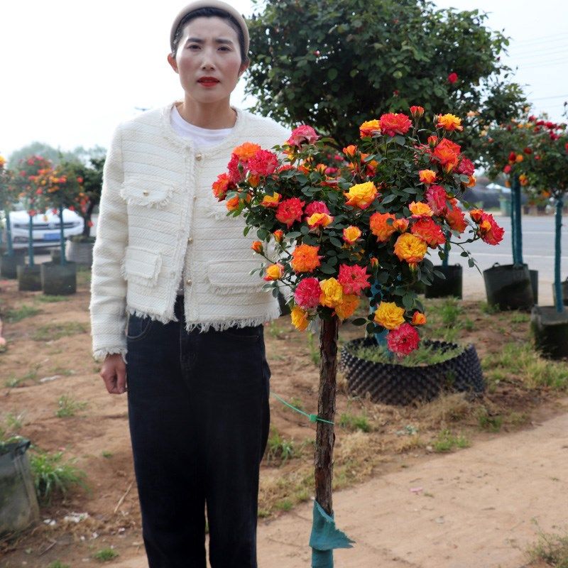 树桩月季棒棒糖花苗特大花朵花卉植物庭院四季开玫瑰带花树状月季