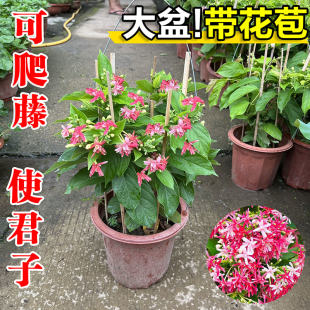 使君子盆栽带花苞老桩阳台庭院爬藤四季浓香花卉植物旺宅水君子兰