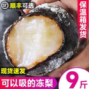 正宗东北大冻黑9斤顺丰梨子延边花盖梨新鲜水果特产大果当季 整箱