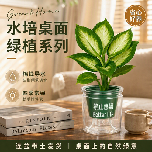 桌面绿植盆栽情绪价值花卉办公室