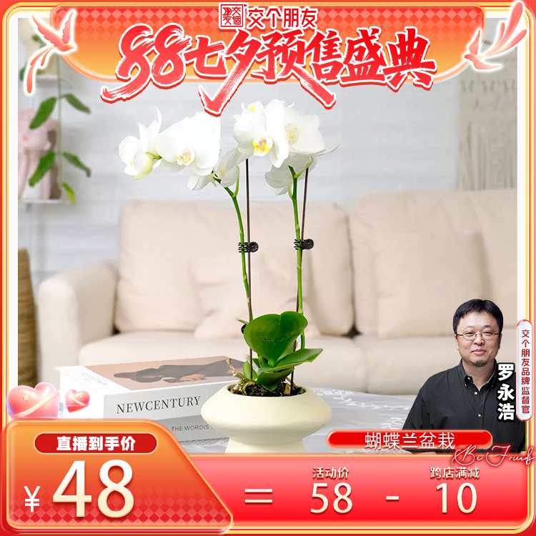 【交个朋友七夕盛典】随机品种蝴蝶兰盆栽室内观花植物桌面开花