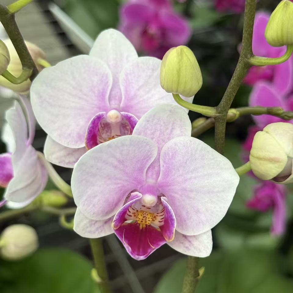 【小白兔】蝴蝶兰开花兰花洋兰阳台办公室桌面绿植花卉盆栽包邮