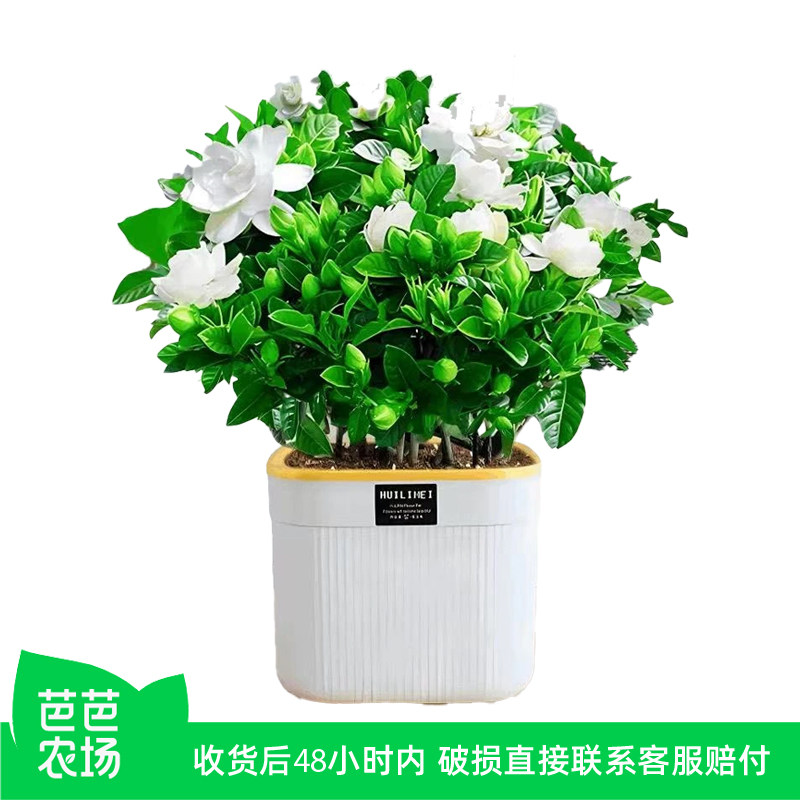 【芭芭农场】栀子花盆栽1