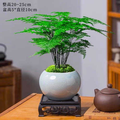 文竹中式禅意桌面绿植盆景