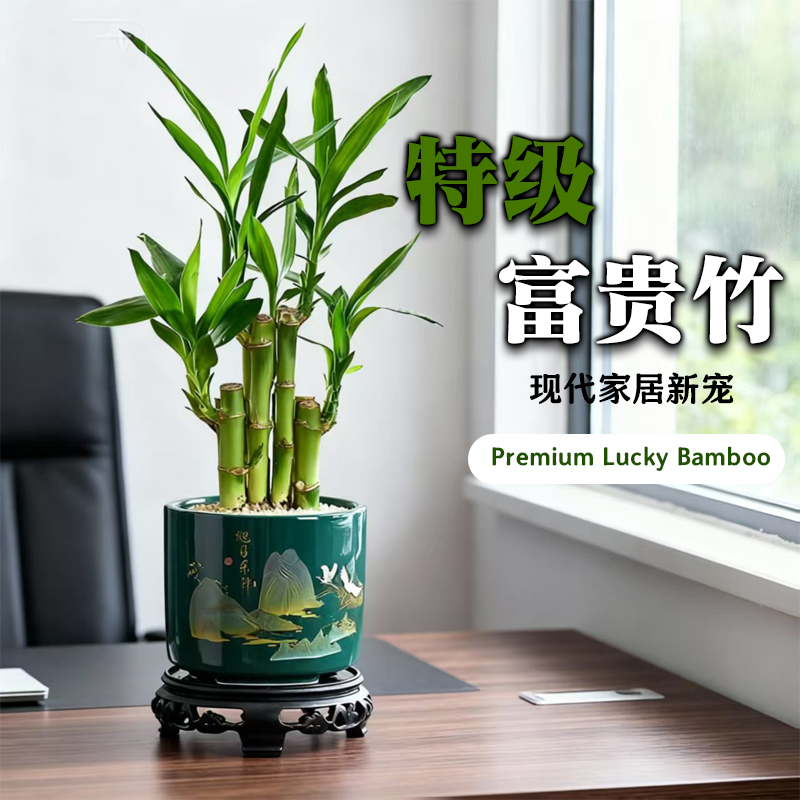 富贵竹风水植物客厅招财文昌竹盆栽中式盆景转运竹观音竹室内绿植