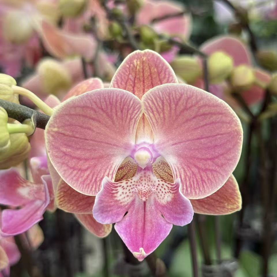 【唯美】蝴蝶兰粉色兰花开花植物盆栽洋兰办公桌阳台室内绿植包邮