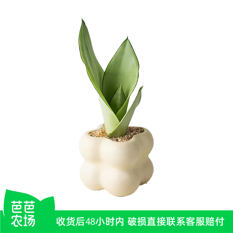 【芭芭农场】白玉虎皮兰盆栽