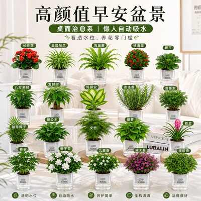 八方来财桌面绿植发财树盆栽幼儿园小绿植花卉办公室内水培好养活