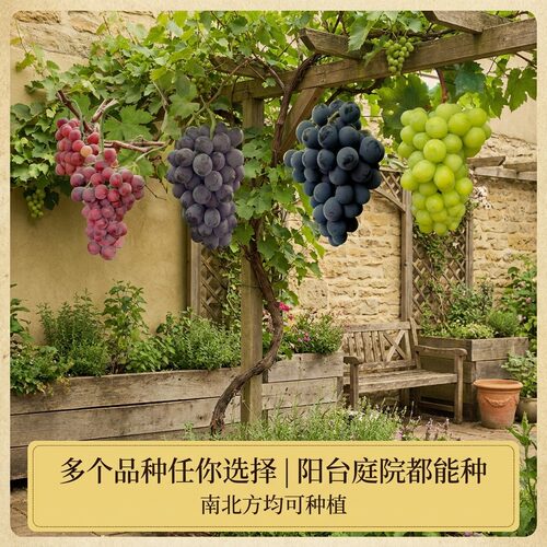 阳光玫瑰葡萄苗寒香蜜南北方种植