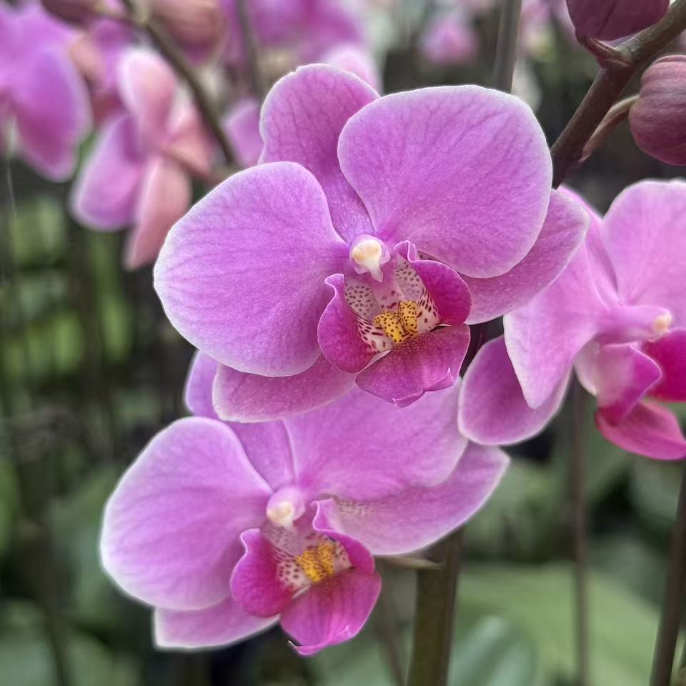 【婚宴】蝴蝶兰双花剑粉色玫红色开花洋兰兰花办公室桌面绿植