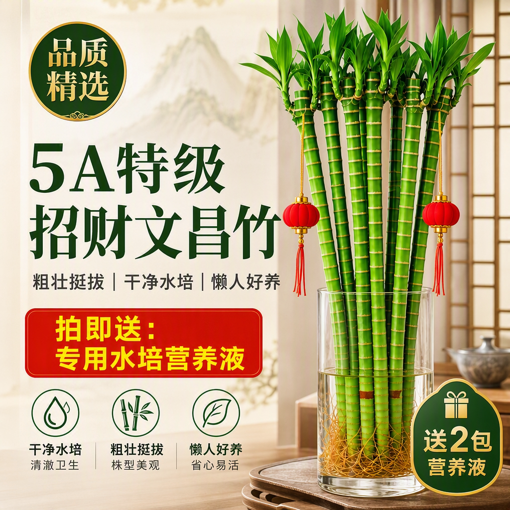 富贵竹水培植物发财树带根绿植