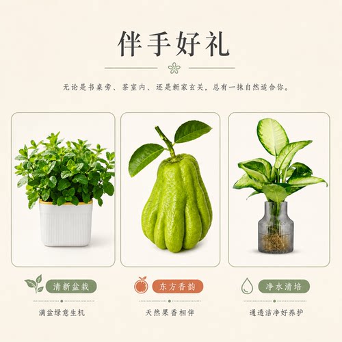 【李佳琦直播间】佛手柑薄荷盆栽