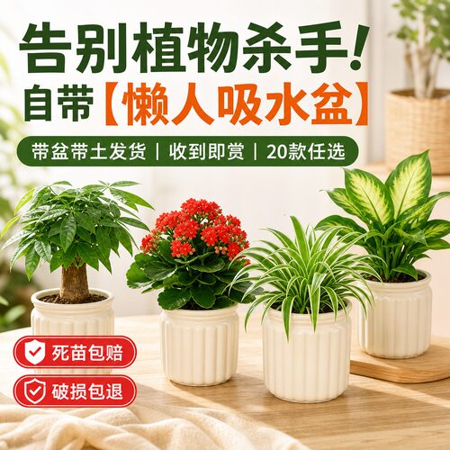 绿萝桌面植物发财树盆栽幼儿园小绿植花卉办公室内多肉水培好养活