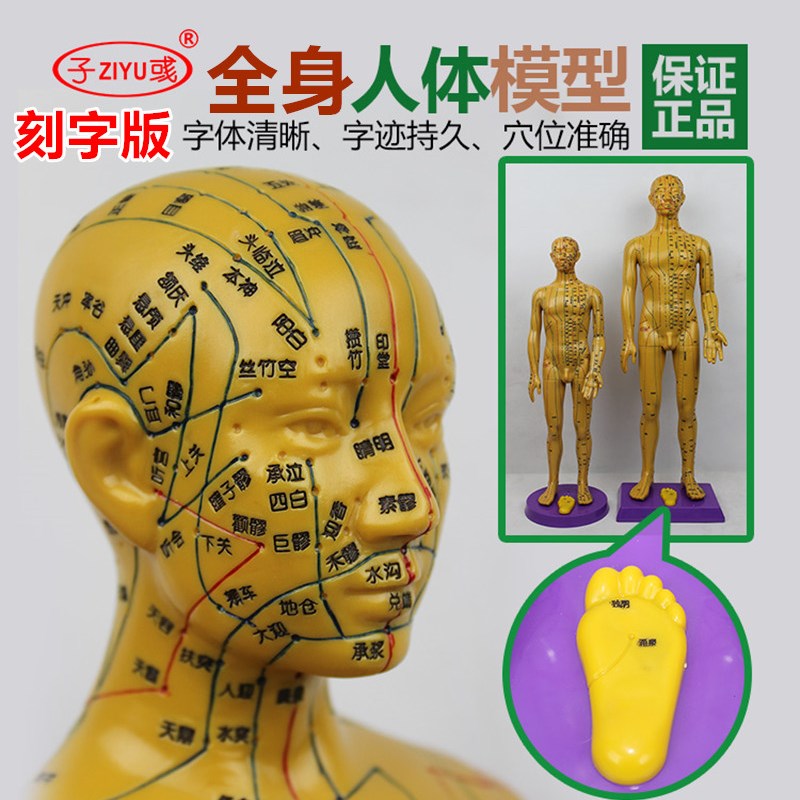 针灸穴位图清晰人体模型60cm男女全身十二经络小皮人针灸穴位模型