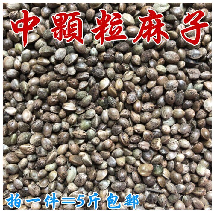 中颗粒火麻子/麻籽/火麻仁鹦鹉鸟粮饲料仓鼠松鼠粮鸽粮饲料5斤装
