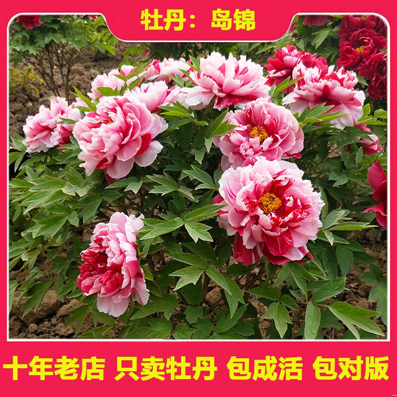 牡丹花苗 岛锦 正宗重瓣大花木本花卉盆栽地栽庭院容易养活菏泽