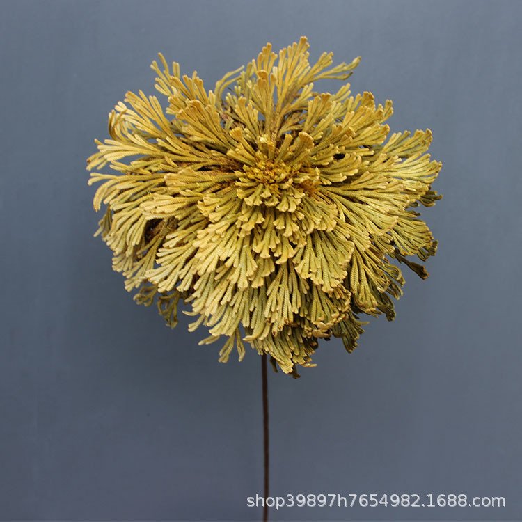 永生松柏花圣诞节圆栢叶龙柏枝插花盆景配件鹿角迎客松树枝叶