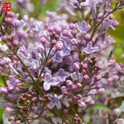 卤味火锅底料丁香 公丁香 公丁50g雄丁香粉 调味料 卤料火